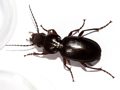 Pterostichus madidus